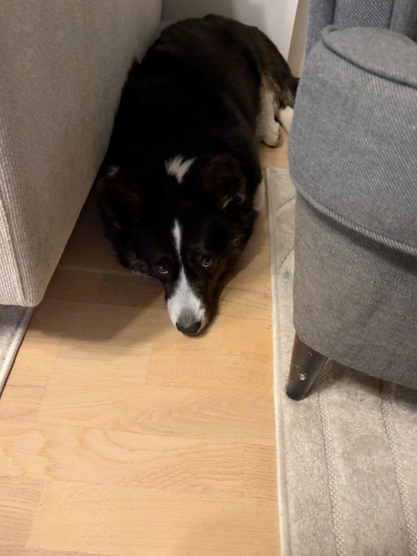 A black and white corgi cardigan is lying on the floor next to a couch and a recliner. She looks up at the camera.