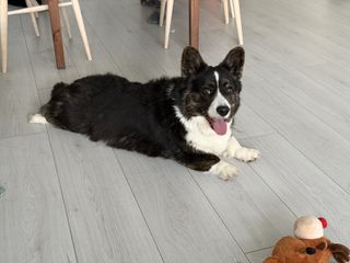 A black and white corgi cardigan making a sploot and watching into the camera.