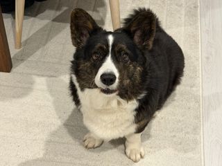 A black and white corgi cardigan looking at the camera and making a face.
