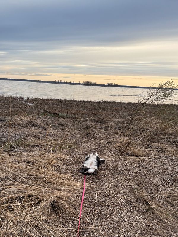 A black and white corgi rubbing her back on a bunch of cut reeds next to the baltic sea shore.