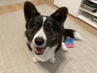 A black and white corgi cardigan sitting on the floor and looking ready to play