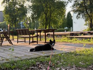 A black and white corgi cardigan lying on a terace, tongue out. She is looking back at the camera.