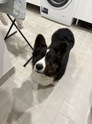 A black and white corgi cardigan watching up.
