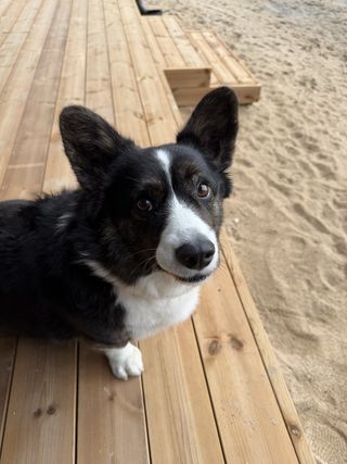 A black and white corgi cardigan sitting on a porch and watching into the camera.