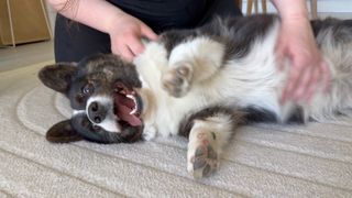 A black and white corgi cardigan getting a good scratch.