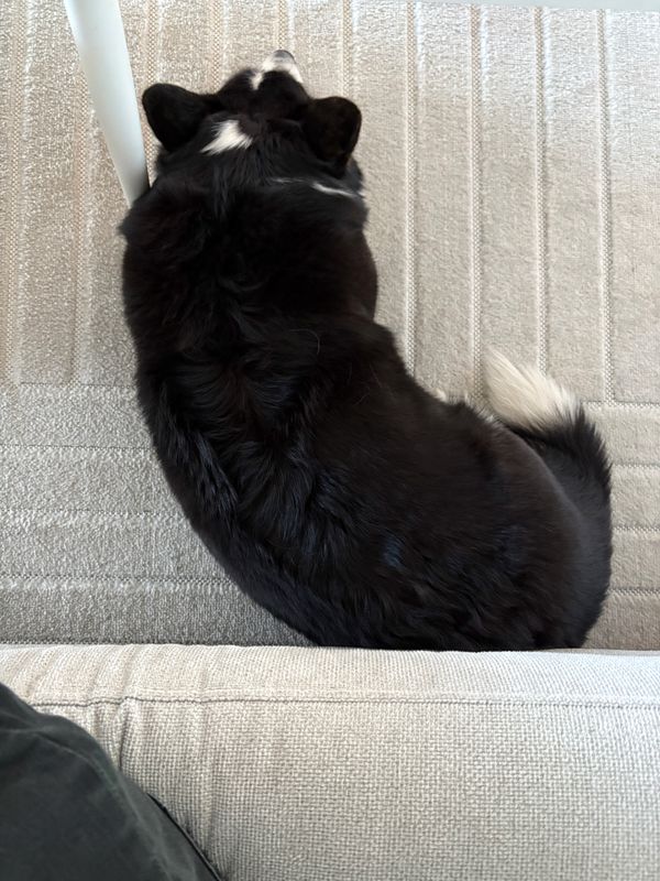 A black and white corgi lying next to a couch, photographed from above.