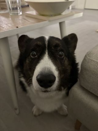 A black and white corgi cardigan looking up from under a couch table.