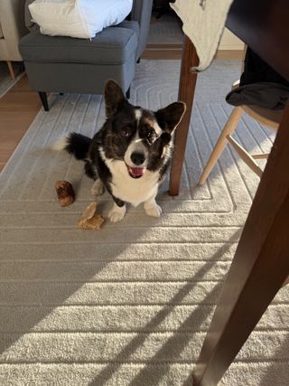 A black and white corgi cardigan sitting on a carpet next to two dog chews and a table. There is a ray of sunlight brushing her nose.