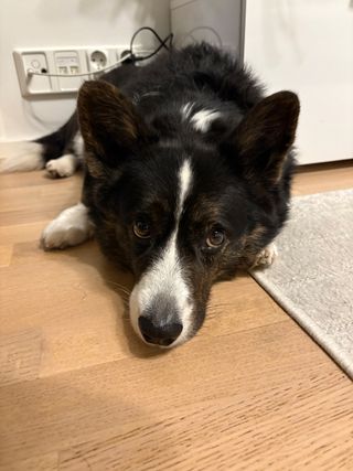 A black and white corgi cardigan lying on the floor.