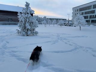 A black and white corgi cardigan jumping into the deep snow.