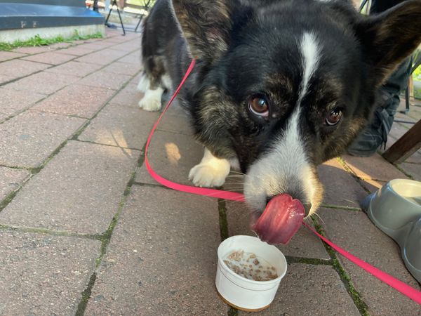 A black and white corgi eating ice cream for dogs.