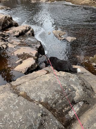 A black and white corgi cardigan drinking some water from a spot in a river's rapids.