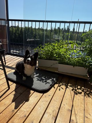A black and white corgi cardigan sitting on her dog bed on a very sunny balcony.
