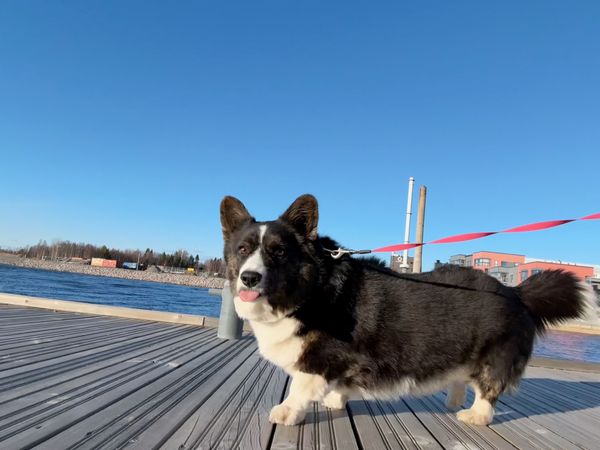 A black and white corgi cardigan standing next to a canal on a platform. She looks straight into the camera and has her tongue out.