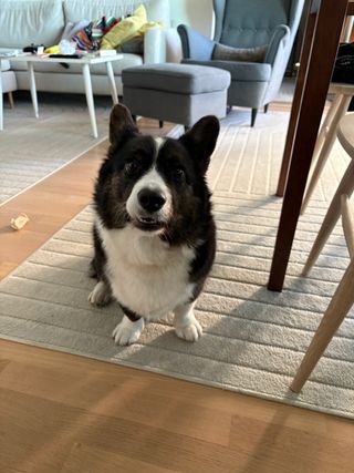 A black and white corgi cardigan watching towards the camera and making a face.