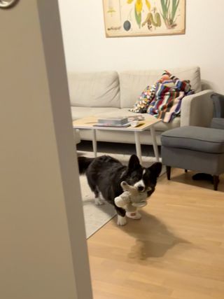 A black and white corgi cardigan carrying a dog toy and watching the photographer enthusiastically.