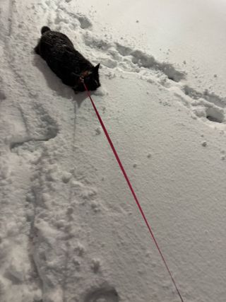 A black and white corgi cardigan playing, her head is in the snow.