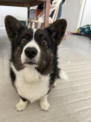 A black and white corgi cardigan looking up past the camera.