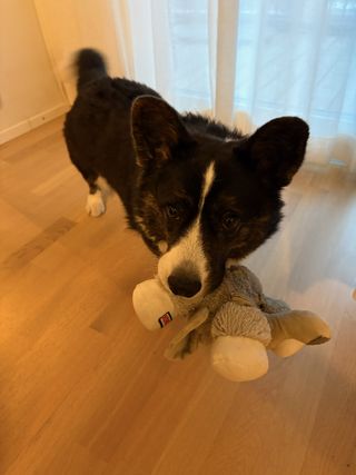 A black and white corgi cardigan holding a dog toy in her mouth, ready to play.