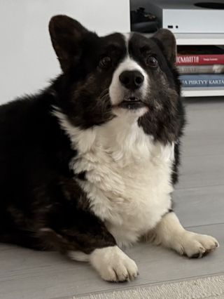 A black and white corgi cardigan making a funny face.