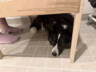 A black and white corgi cardigan under a changing table