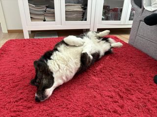 A black and white corgi cardigan scratching her on back by squirming around on a red long haired carpet.