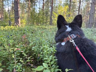 A black and white corgi cardigan in a forest next to a blueberry bush.