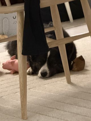 A black and white corgi cardigan sleeping in between dog toys and chews.