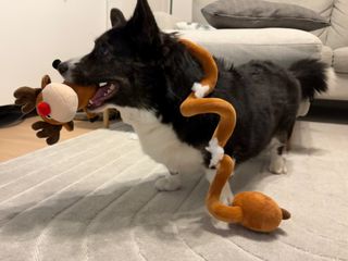 A black and white corgi cardigan having a dog toy in her mouth and wrapped around her neck. She looks ready to play.