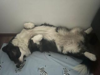 A black and white corgi cardigan lying on her back.