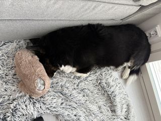 A black and white corgi cardigan sleeping wedged in between a dog toy and the wall.