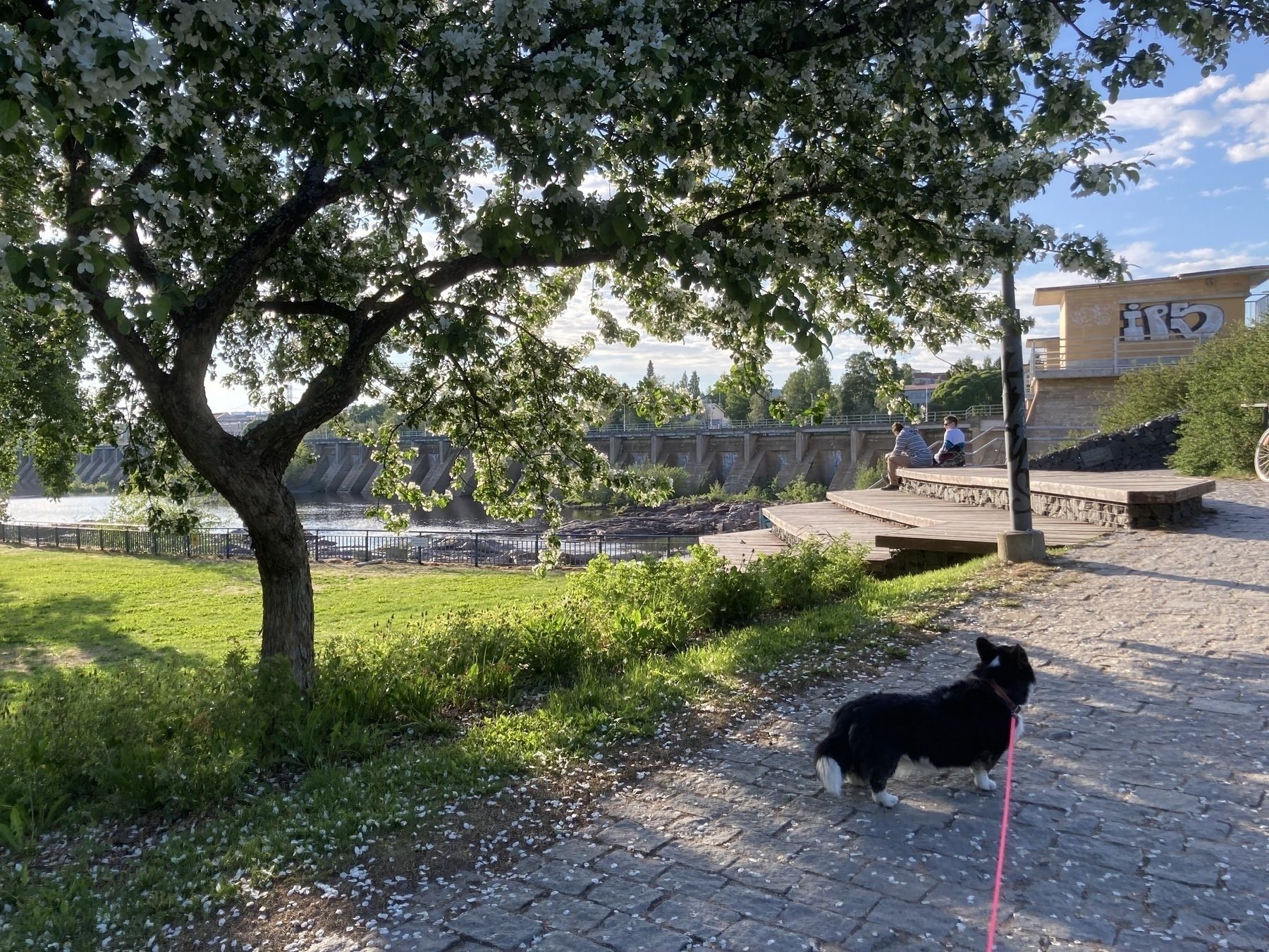 IMG_4273.jpeg A scenic photo featuring Napu the dog, standing on a cobblestone path under a flowering tree, with the Merikoski hydroelectric power plant's dam visible in the background. The scene includes a grassy area and a bench where two people are seated, enjoying the serene environment. The dam and surrounding nature are bathed in warm, late afternoon sunlight.