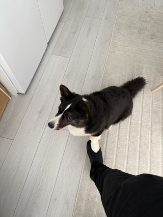 A black and white corgi cardigan giving paw while watching somewhere else.