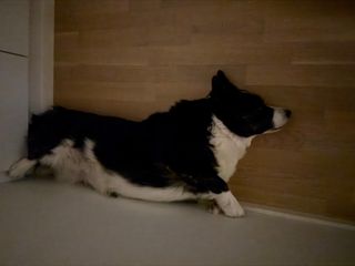 A black and white corgi cardigan sleeping in a dark corner of the room. She's looking a little like she's walking on the wall.