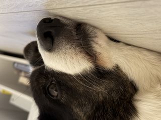 A close up of a black and white corgi cardigan's face.