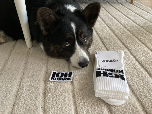 A black and white corgi lying next to Erika Vikman merchandise, consisting of a patch and socks reading 'ich komme'. Erika Vikman will represent Finland in this year's Eurovision Song Contest.