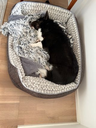 A black and white corgi cardigan, lying in bed, on her side, with eyes open and her tongue out, being goofy.