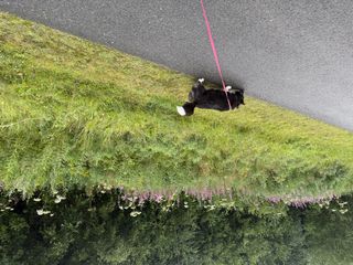 A black and white corgi cardigan walking along a meadow.