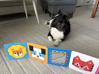 A black and white corgi cardigan lying on the floor. In front of her is a baby book.