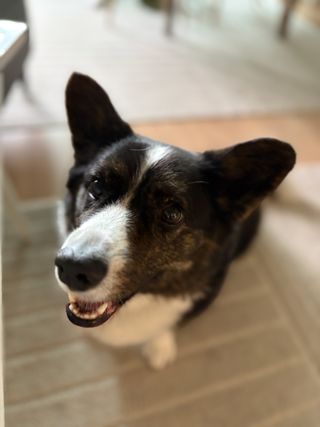 A black and white corgi cardigan smiling into camera.