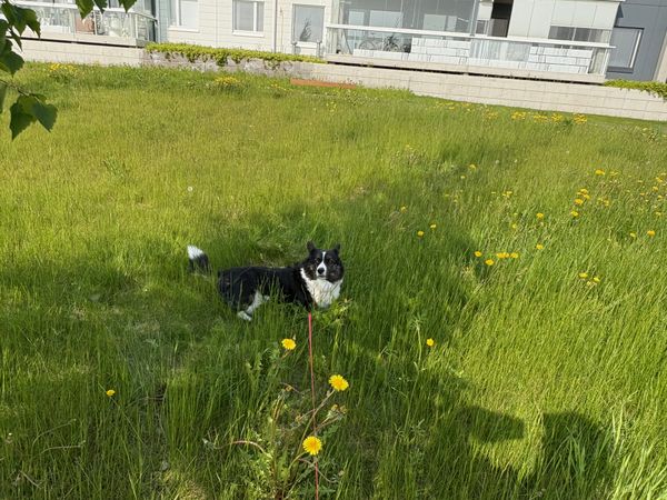 A black and white corgi cardigan, relaxing on a patch of uncut grass. There are some flowering dandelions visible.