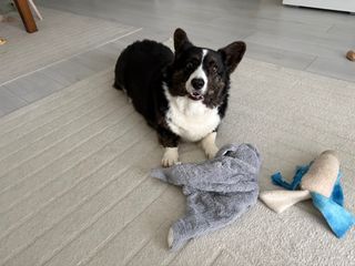 A black and white corgi cardigan playing with some toys and watching into the camera.