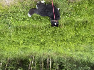 A black and white corgi cardigan checking out some plants next to the sidewalk.