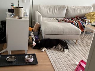 A black and white corgi lying next to a couch. A dog toy is resting on her head.