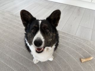 A black and white corgi cardigan making a crazy face while smiling into the camera.