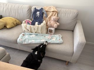There are a bunch of gifts for a baby on a couch. A black and white corgi cardigan is sniffing a baby blanket which is part of the gifts.