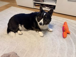 A black and white corgi cardigan lying in front of the TV, next to a dog toy. Her head is slightly bowed.