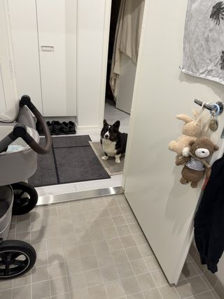 A black and white corgi cardigan watching somewhat timidly into a room.