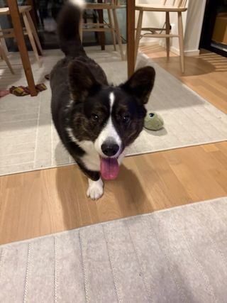 A black and white corgi cardigan walking towards the camera. The photo is somewhat unsharp.