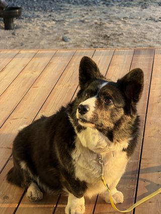 A black and white corgi cardigan sitting on a porch, looking at someone outside the frame. She is beautifully illuminated by the orange glow of the evening sun.